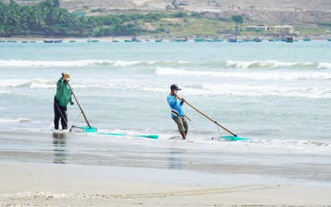 Cào chằn chằn ở biển Mũi Né