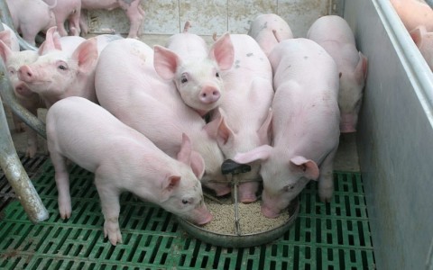 Giá heo hơi hôm nay 6/10: Chạm mốc 70.000 đồng/kg